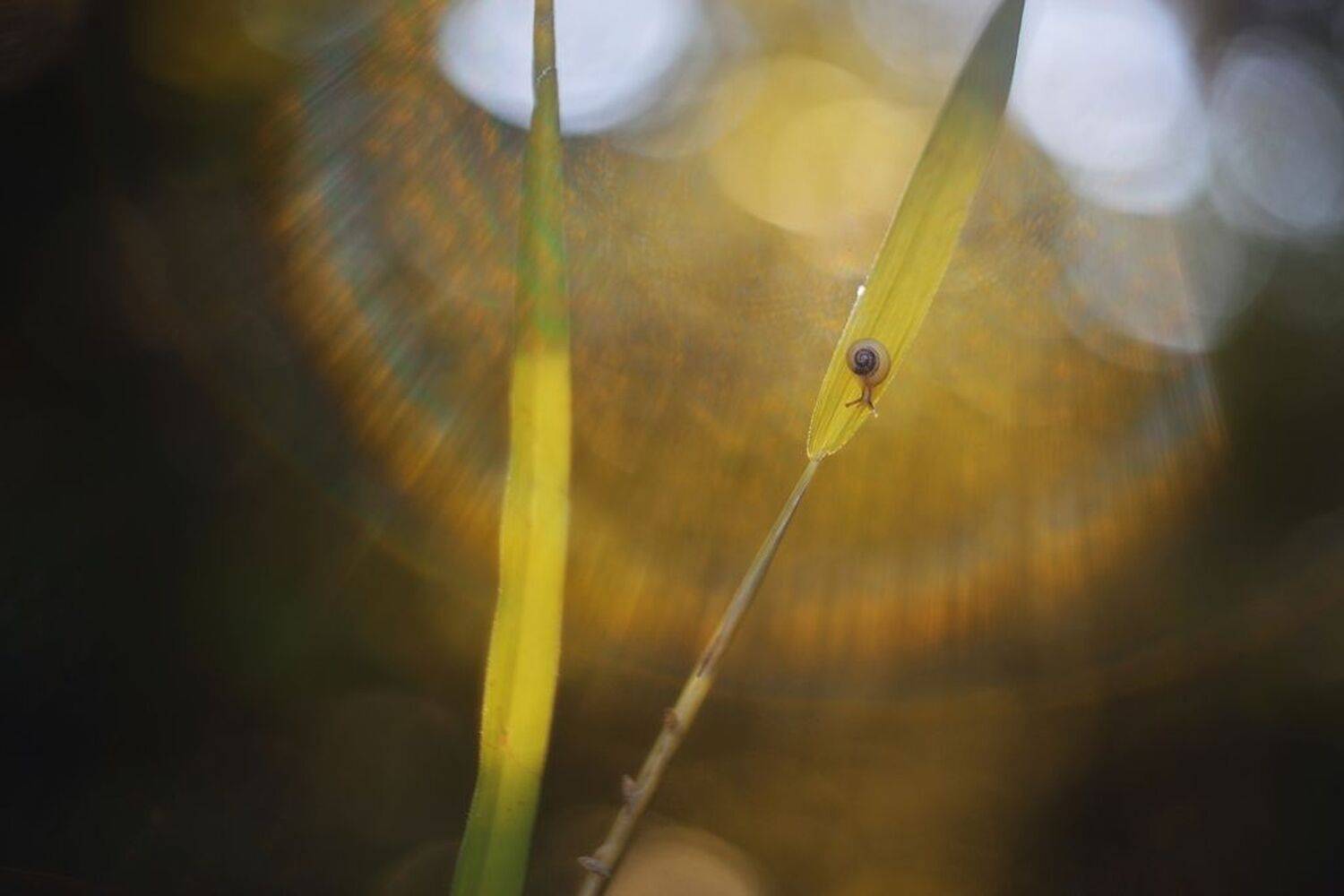 , Лапшина Владлена