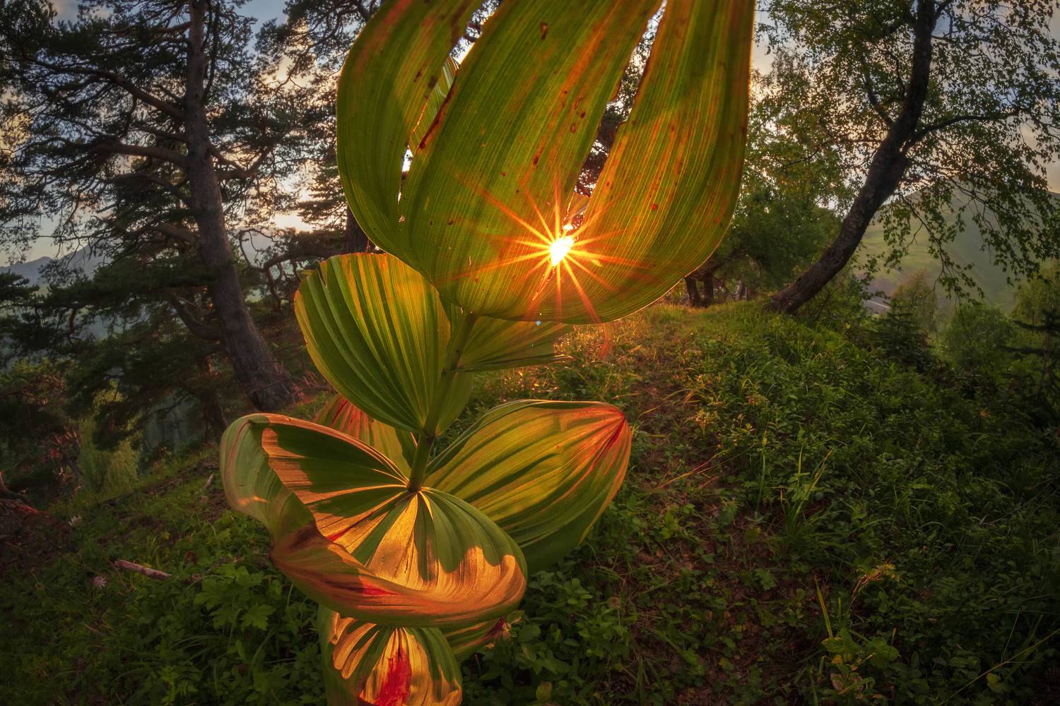 пейзаж, солнце, закат, архыз, Евгения Ботова