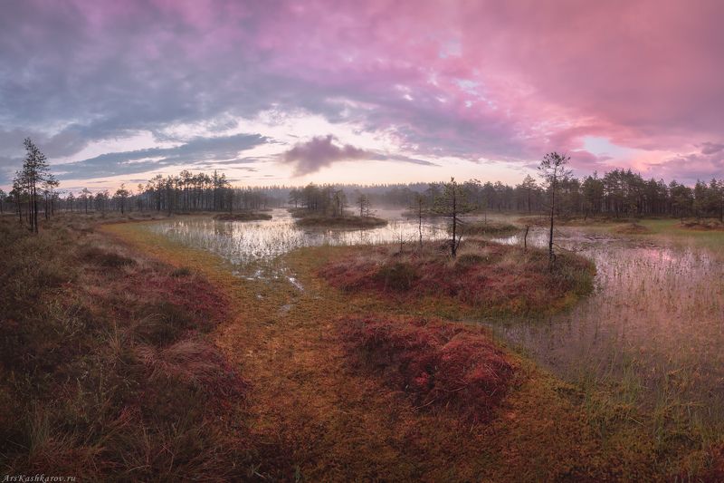 болото, ленобласть, ленинградская область, восход, рассвет, болотные топи, фототур \