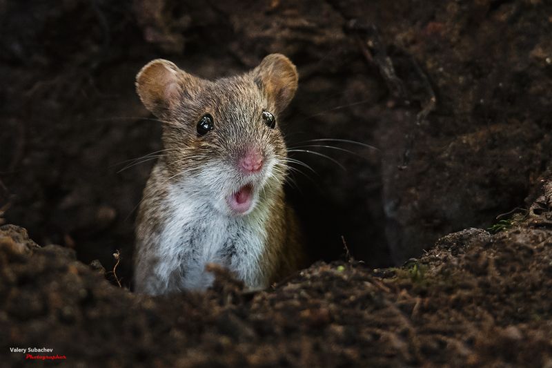Не может быть... (2) фото превью