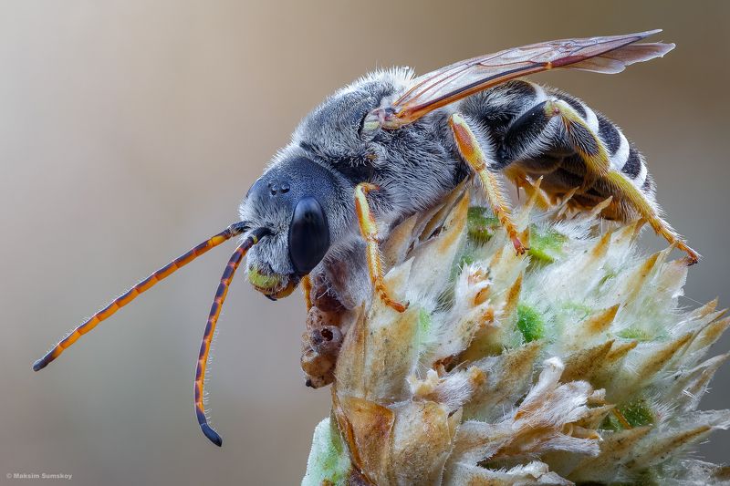 Про пчёлку фото превью