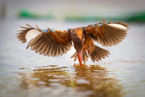 White-throated Kingfisher 3