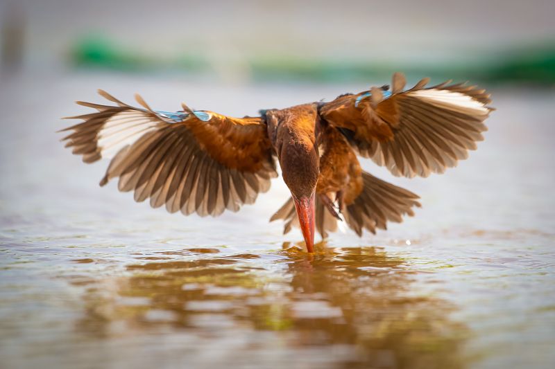 White-throated Kingfisher 3 фото превью