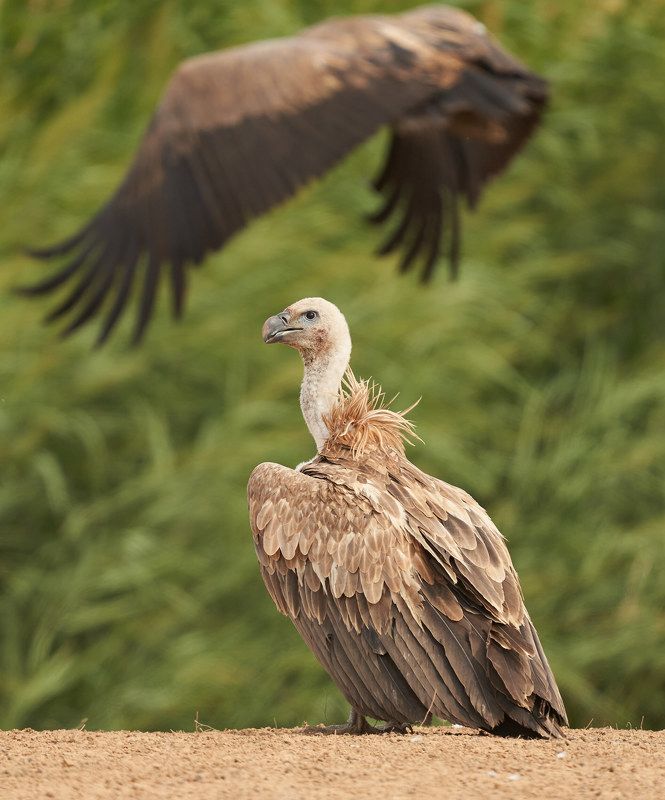 Белоголовый сип (Калмыкия, август 2021) фото превью
