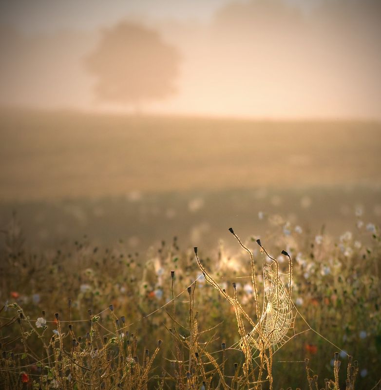 morning among the fields... фото превью