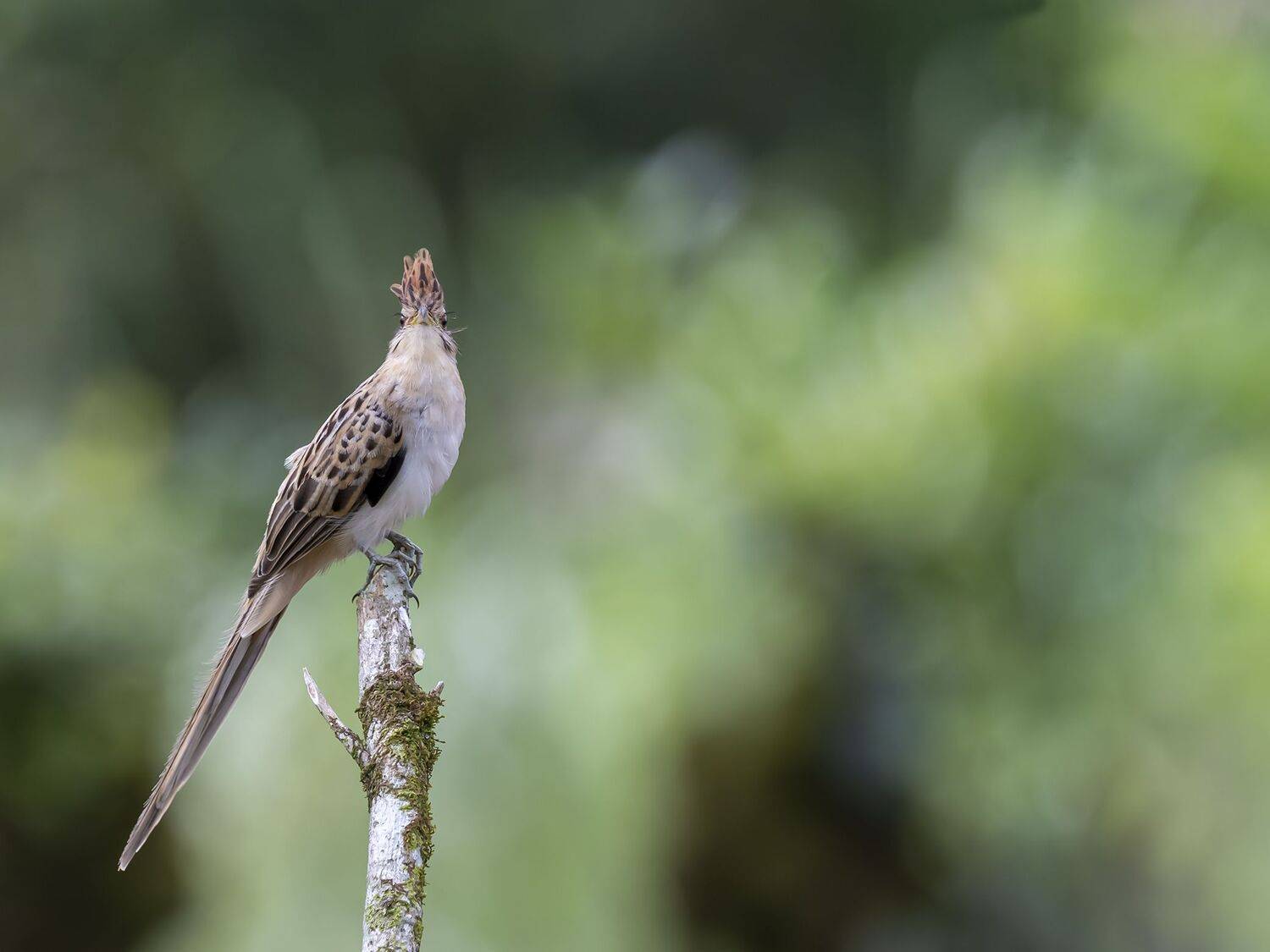 , Fernando Burgalin Sequeira