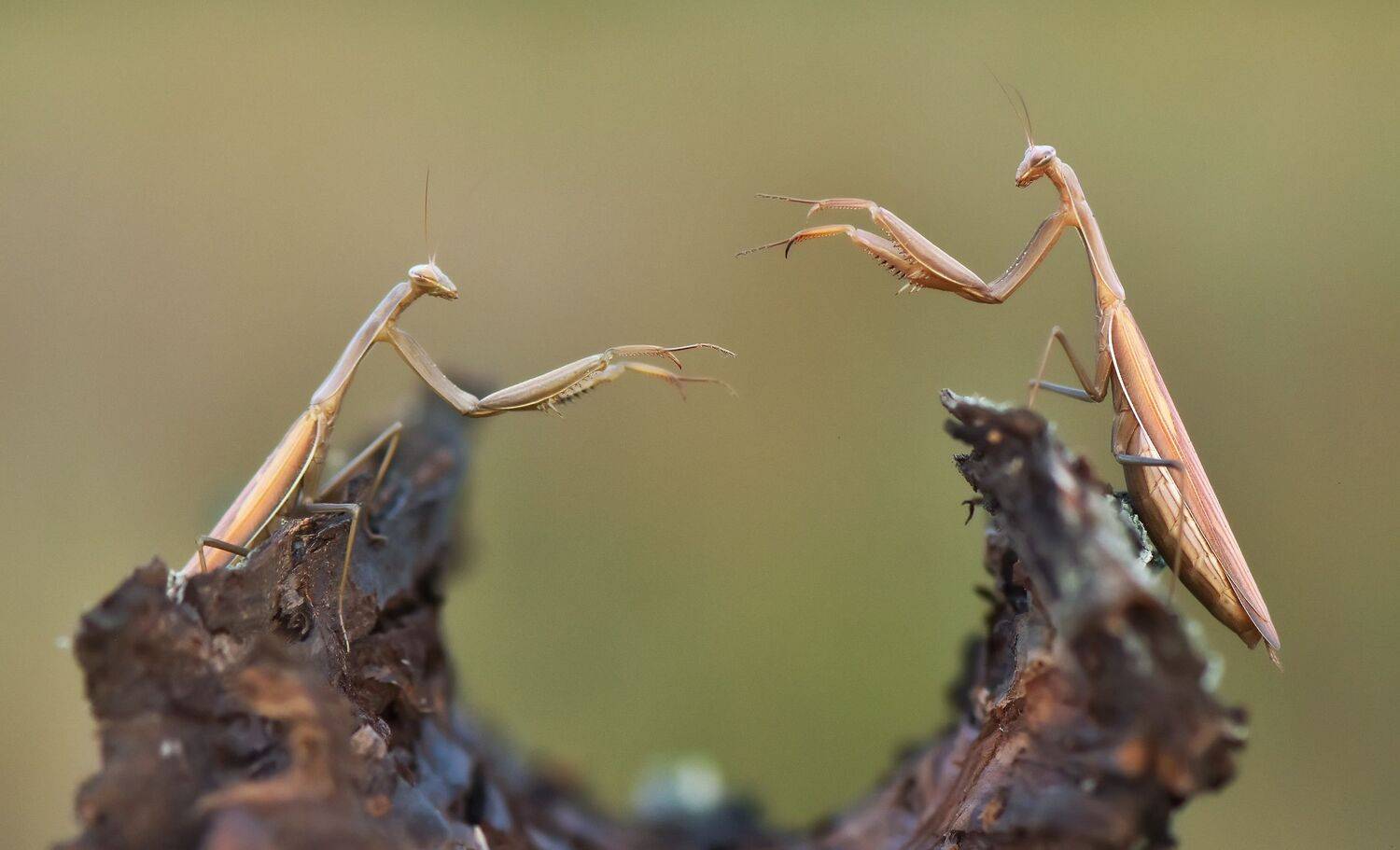 , Макеев Алексей