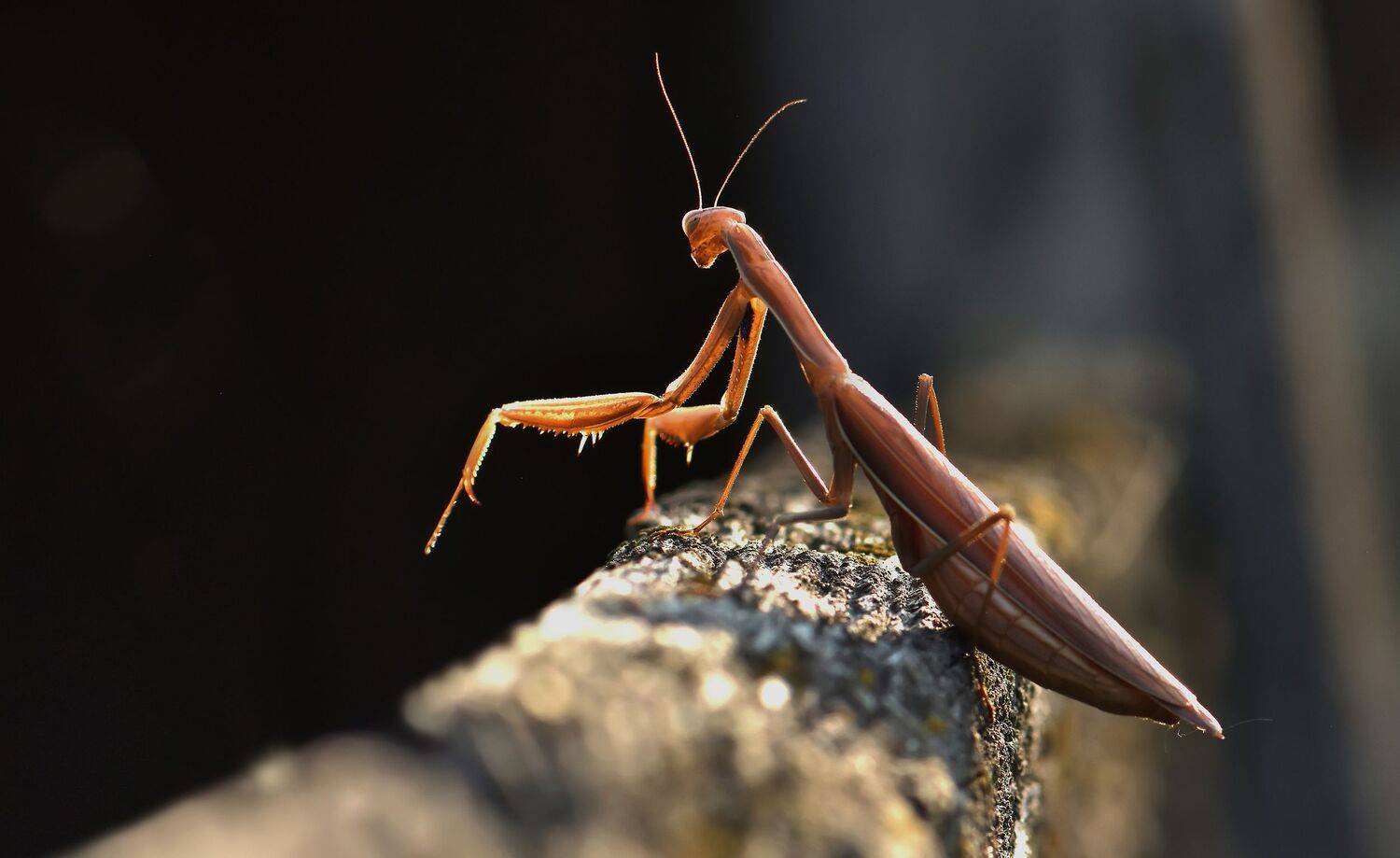 , Макеев Алексей