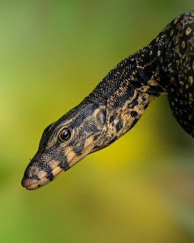 Asian Water Monitor Lizard (Juvenile)