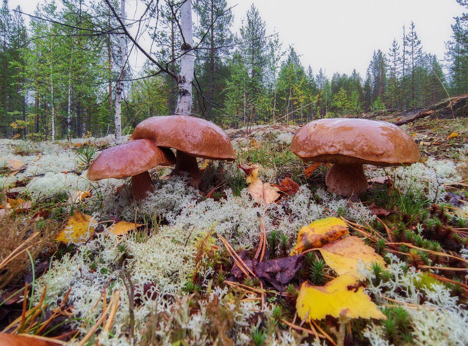 печора, лес, север, Игорь Подобаев