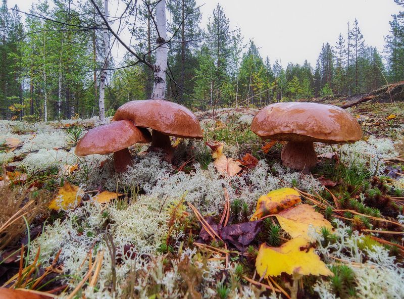 Предосенний лес севера фото превью