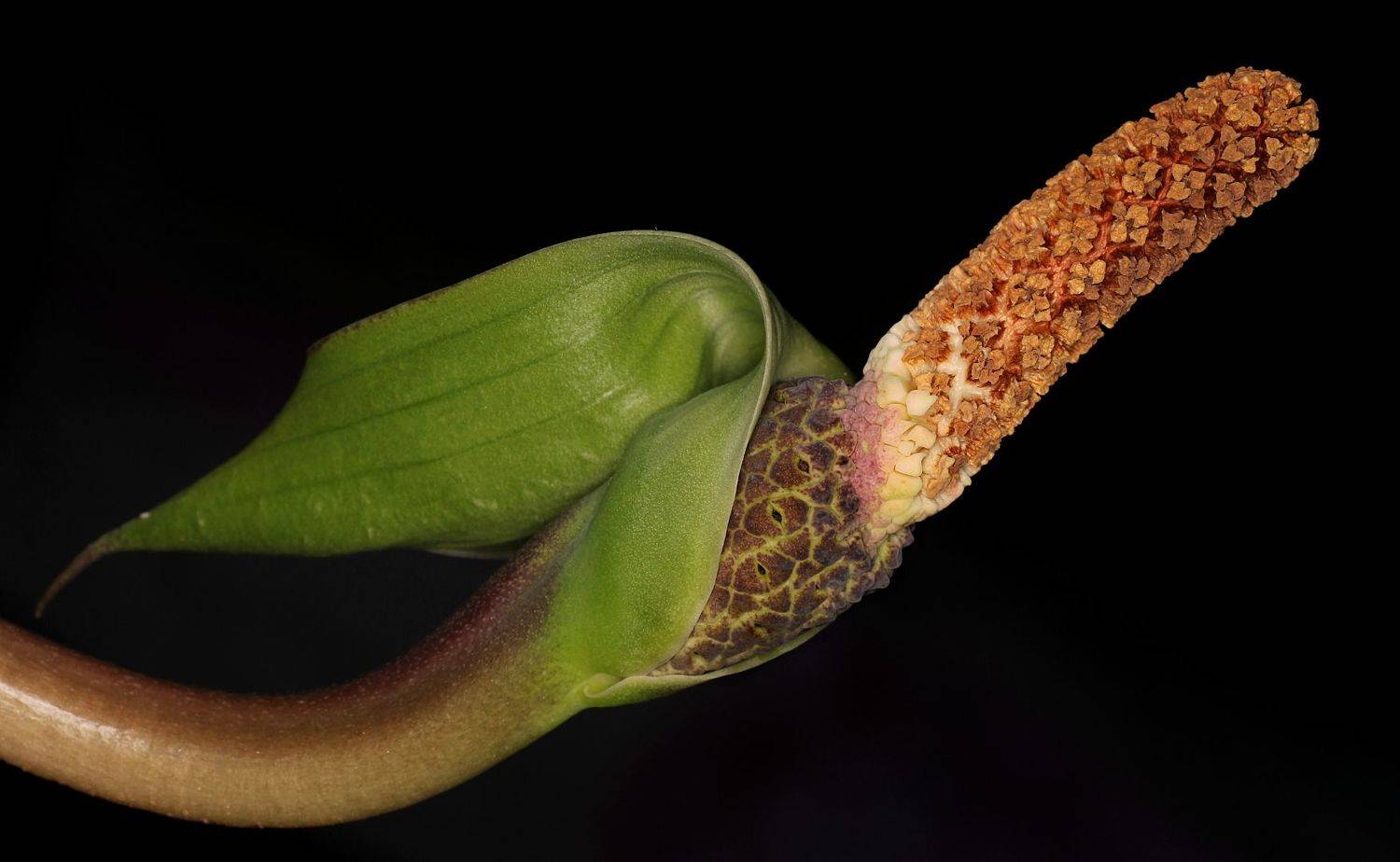 замиокулькас, Александр Зорин