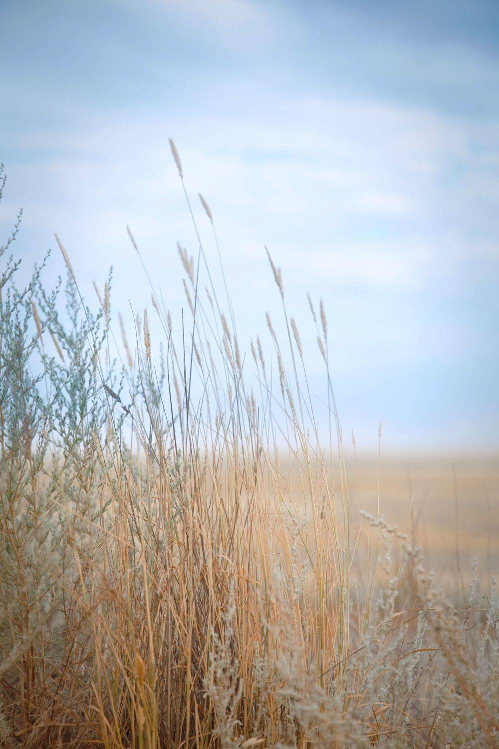 , Оксана Сироштан