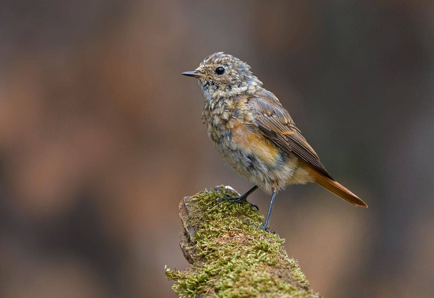 горихвостка,подросток,бор, Иван