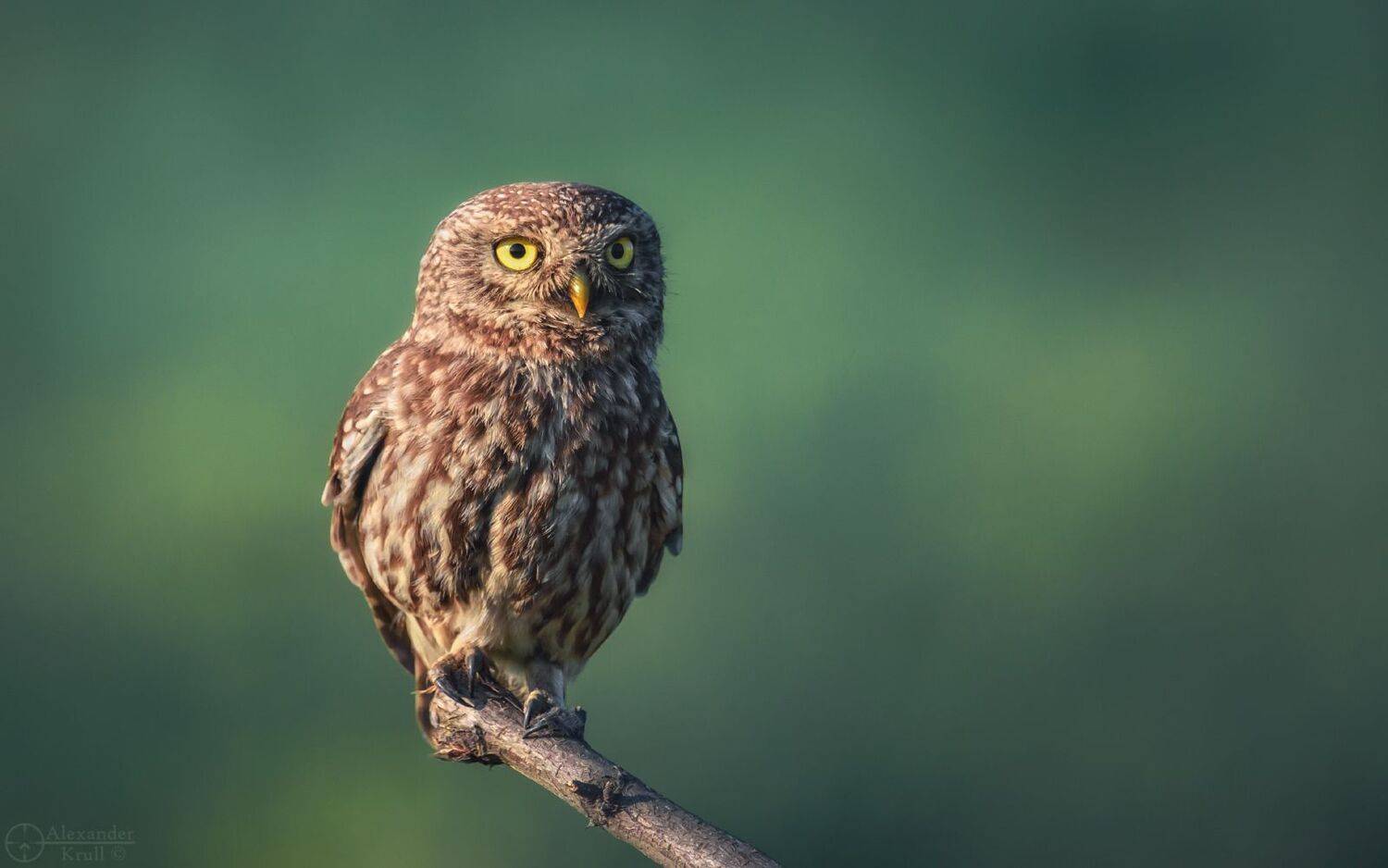 домовый сыч, фотоохота,, Александр Круль