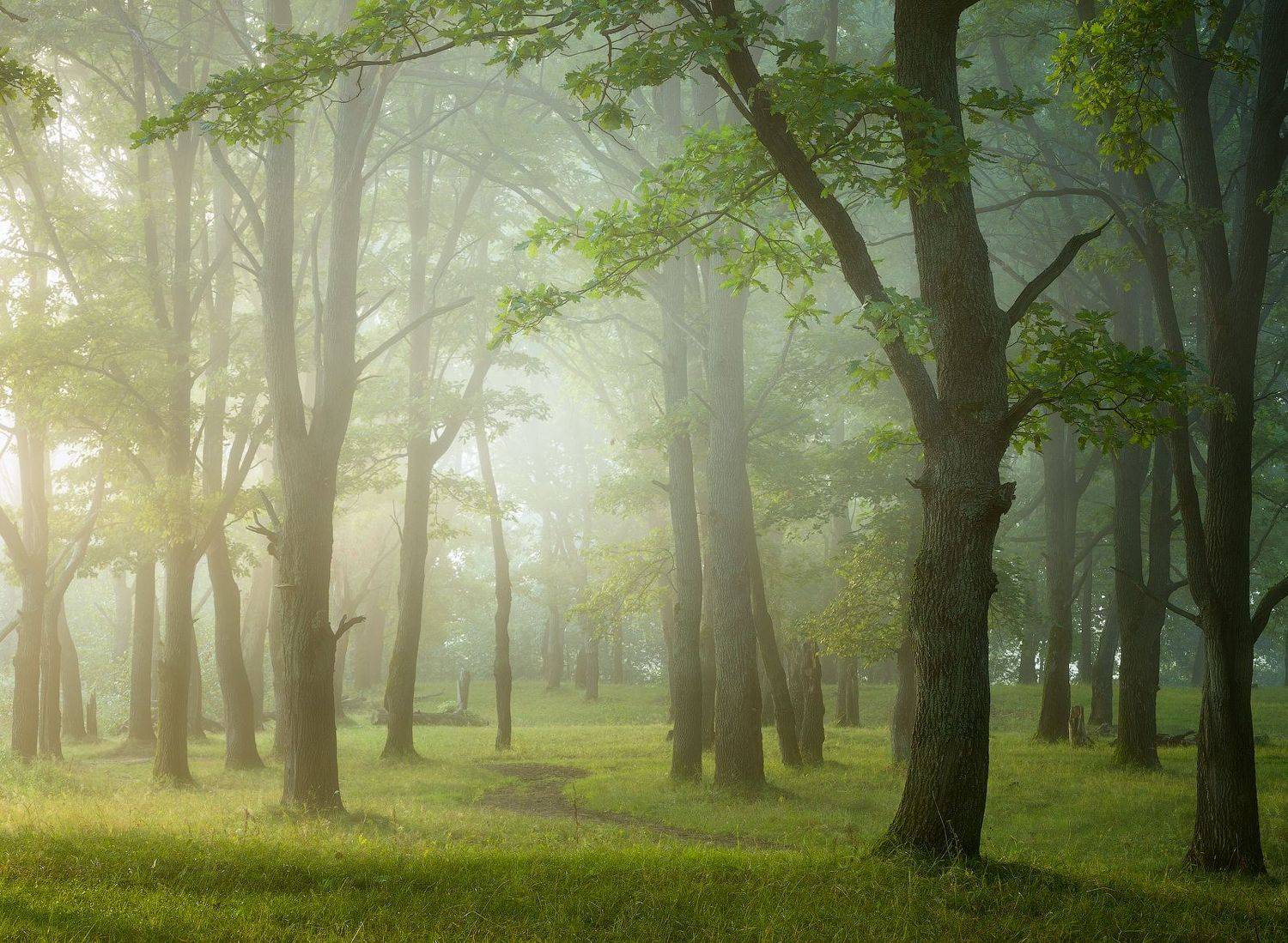 природа утро туман деревья, Михаил Корнилов