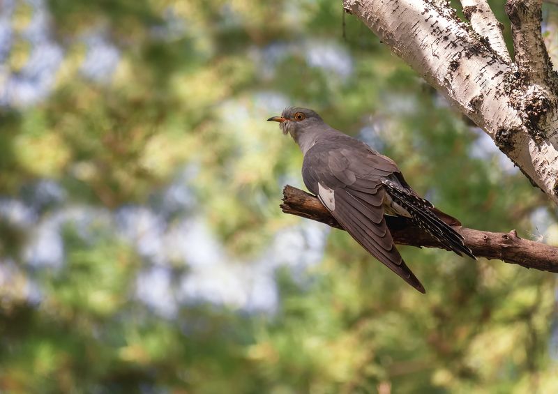 птица, кукушка, самец, кукушка.. фото превью