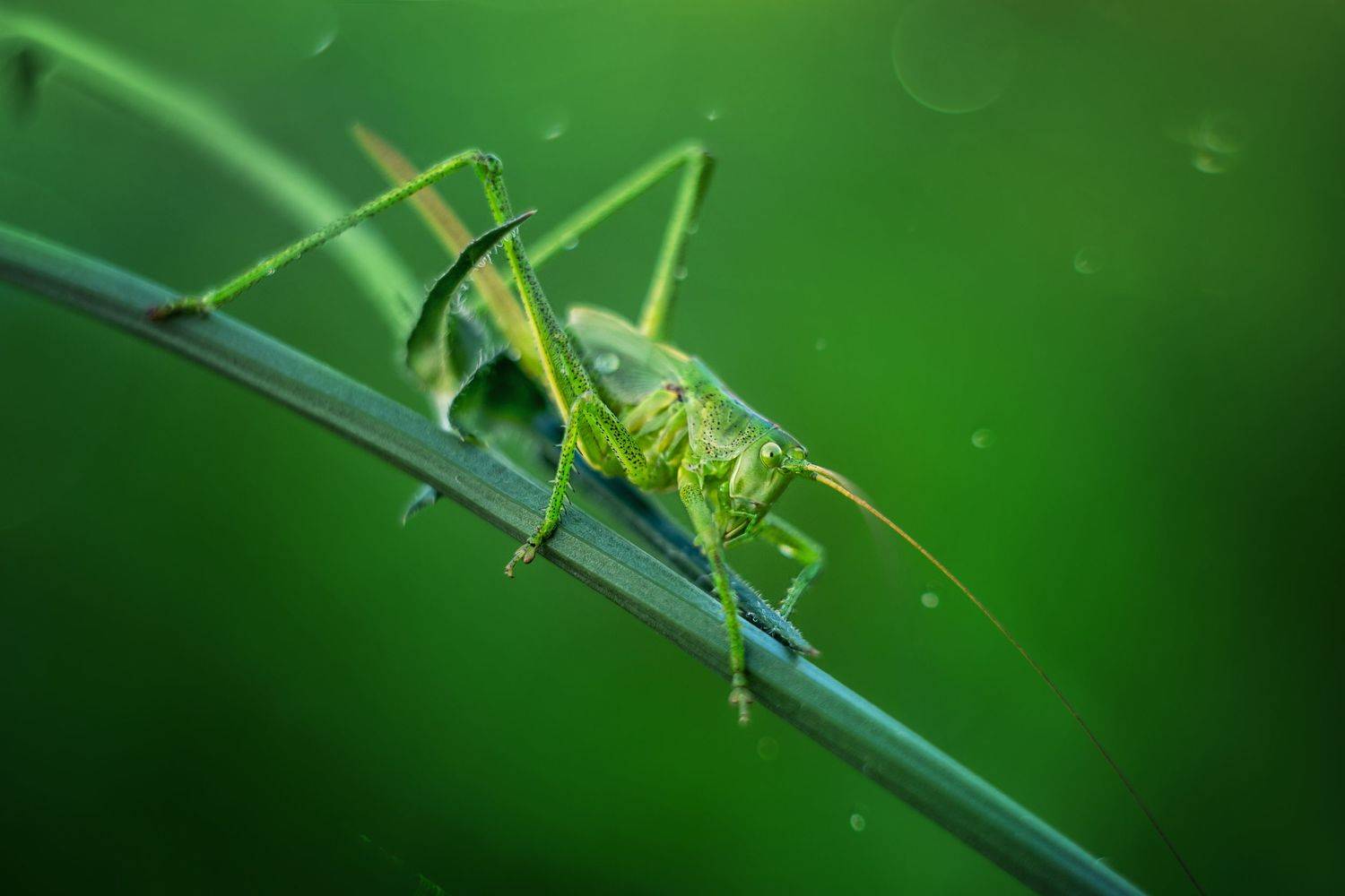 , Анастасия Думинская