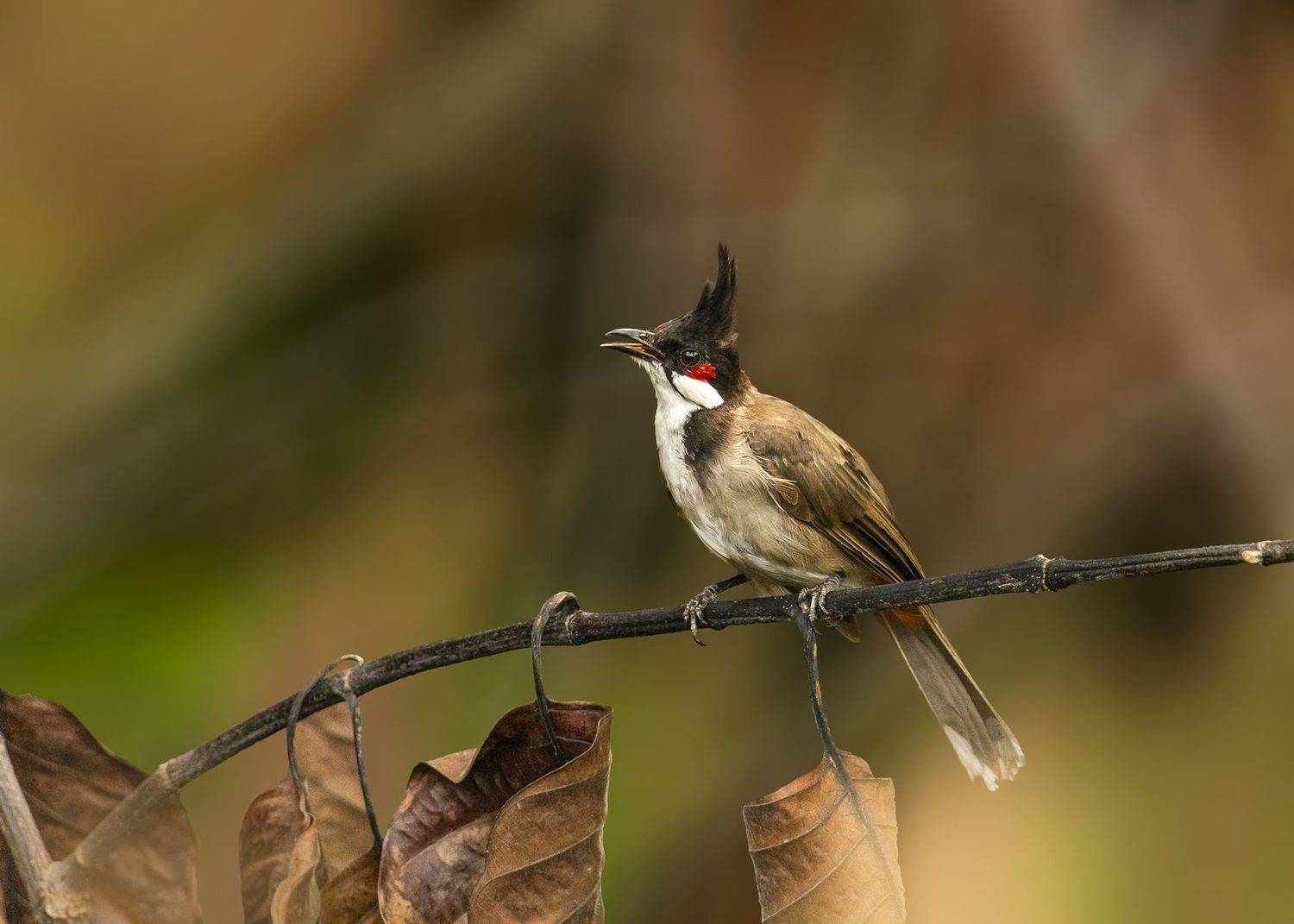 birds, animals, wildlife, red-whiskered bulbul, птицы, краснощёкий настоящий бюльбюль, животные, пернатые, Токарев Олег