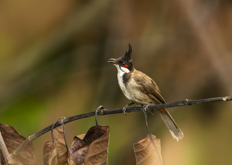 birds, animals, wildlife, red-whiskered bulbul, птицы, краснощёкий настоящий бюльбюль, животные, пернатые Краснощёкий настоящий бюльбюль фото превью