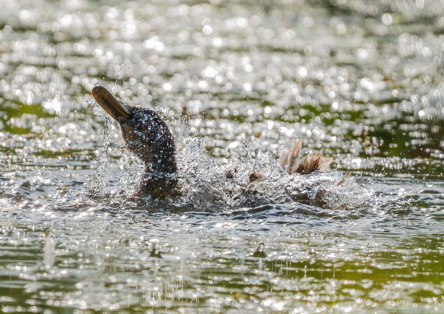, Константин Дэм