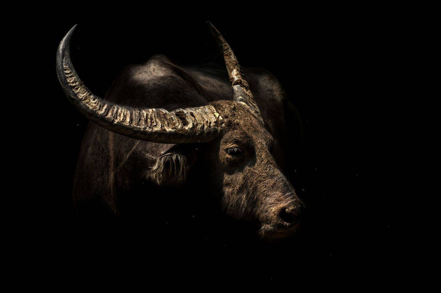 wildlife, animal, nature, buffalo, india, Jayanta Guha