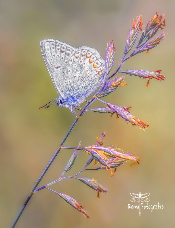 Modraszek ikar- Polyommatus icarus фото превью