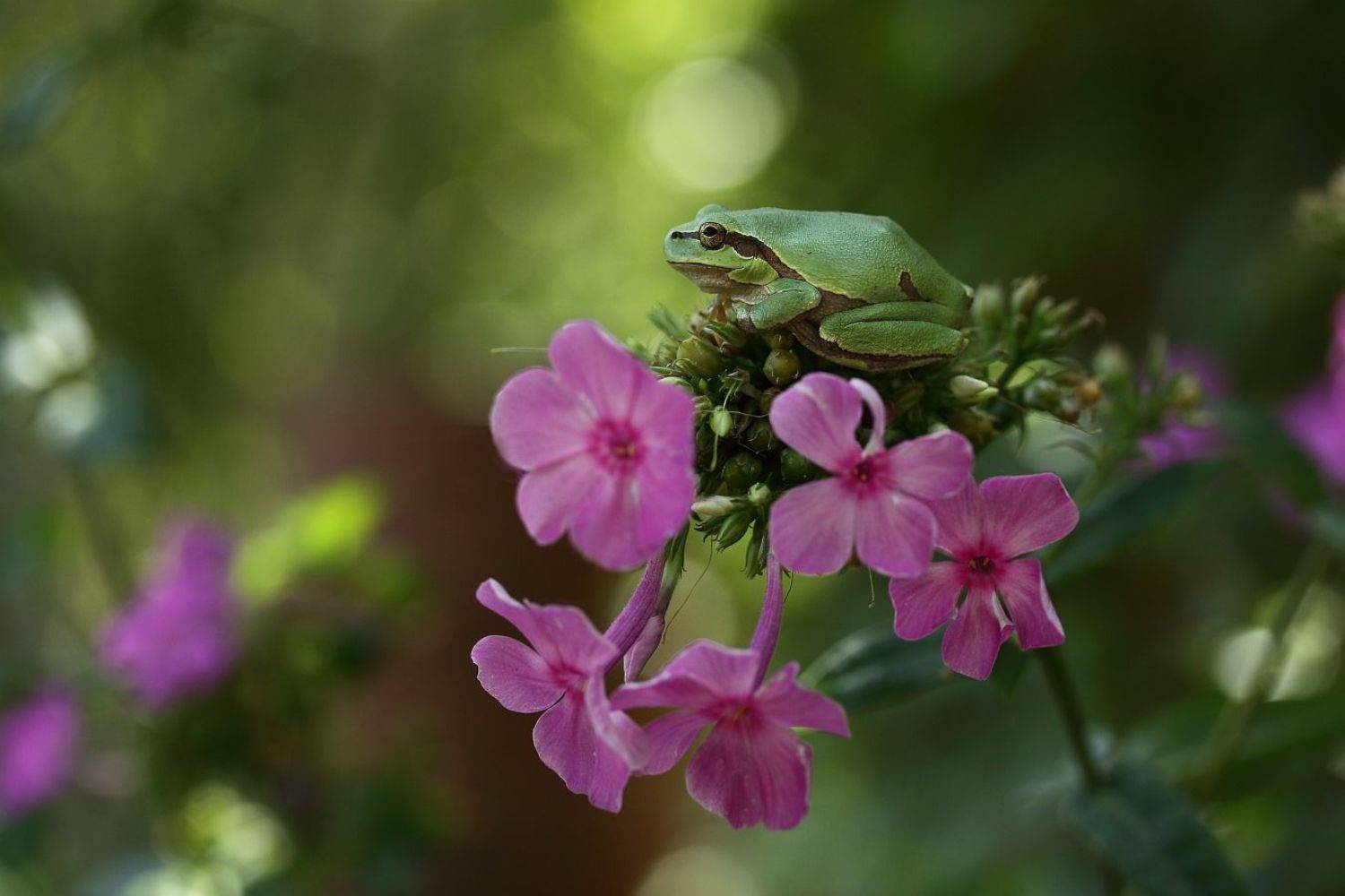 , Сергей Фудиненко