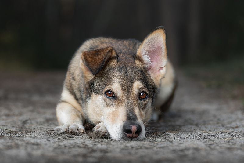 собака, животное, dog, взгляд,  фото превью