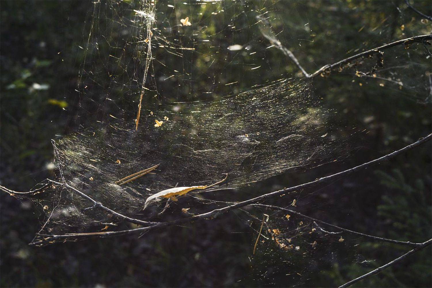 , Марина Никулина