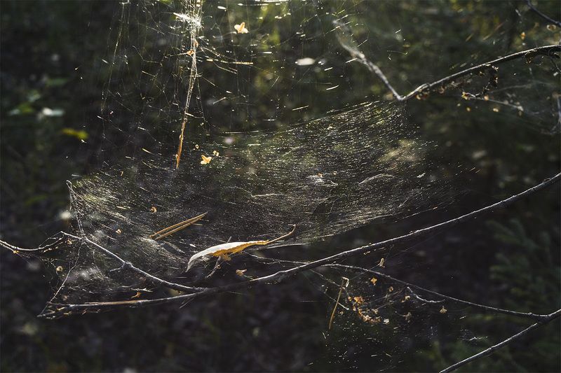 Паутина фото превью