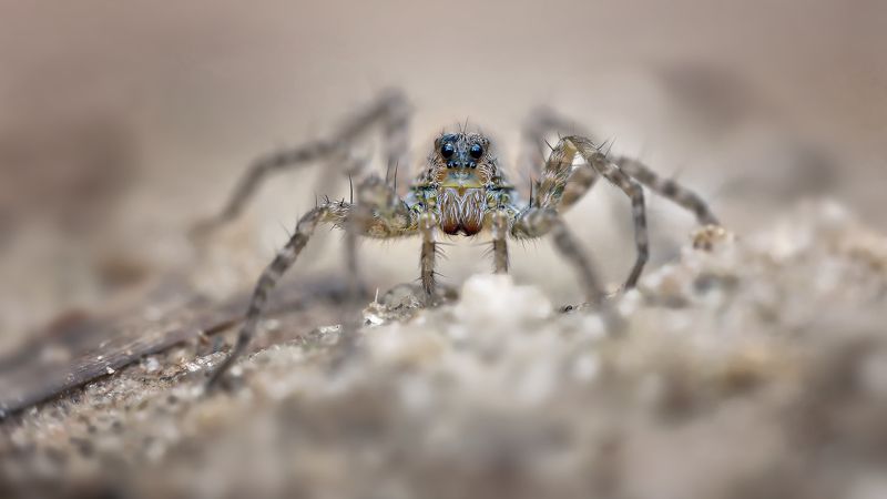 Одинокий волк фото превью