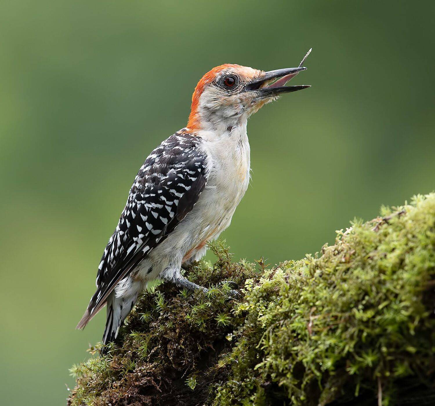 дятел, каролинский меланерпес, red-bellied woodpecker, woodpecker, Elizabeth Etkind