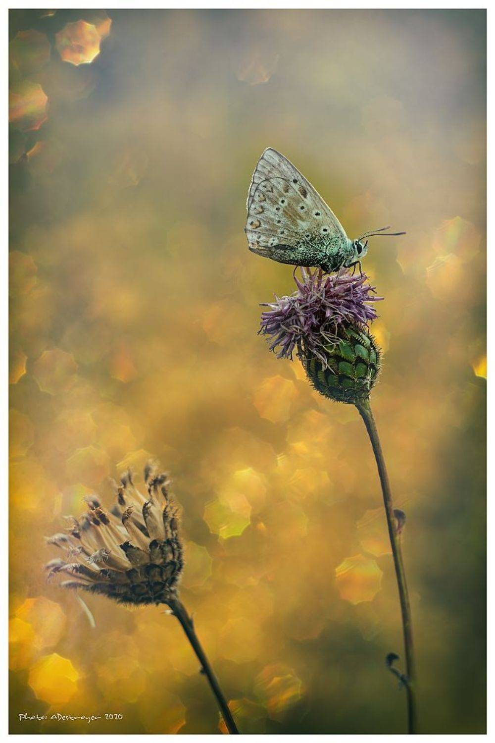 macro. nature, butterfly, close up, Ryszard Lal