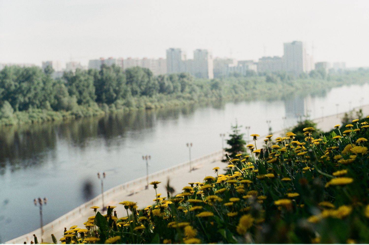пленка, пленочная фотография, цветы, лето, одуванчики, зенит, Alex Mayer