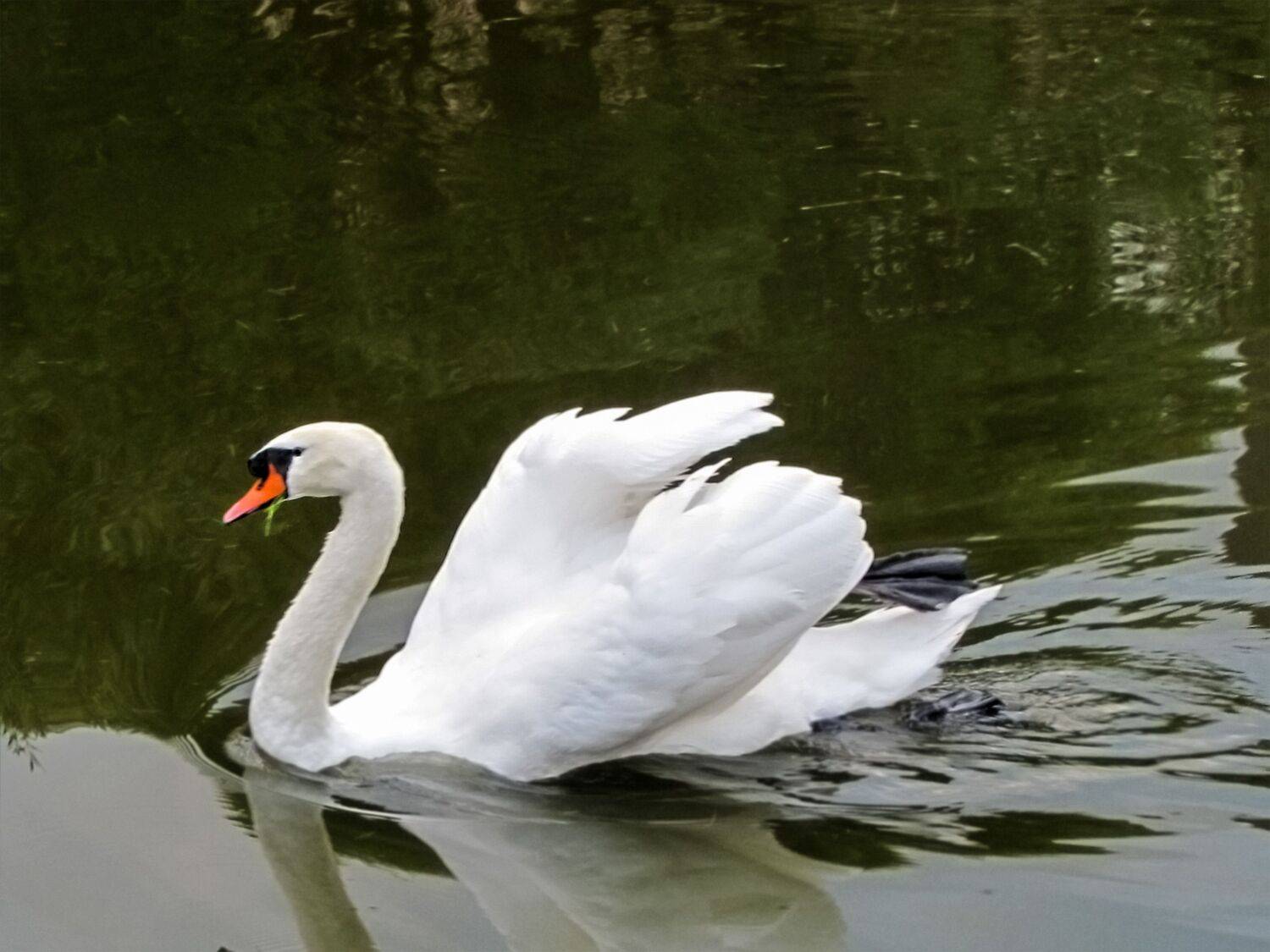 aquatic animal themes,wildlife,animal swimming,wavy,no people,nature water,birds high,outdoor view,duck,Nature,Water,Animal Wildlife,Bird,Animals In The Wild,Outdoors,Lake,Photography,Swan,Swimming,Animal,Water Birds,Day,Reflection, DZINTRA REGINA JANSONE