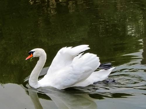 WHITE swans in the blue pond water - a bird, animals in the wild