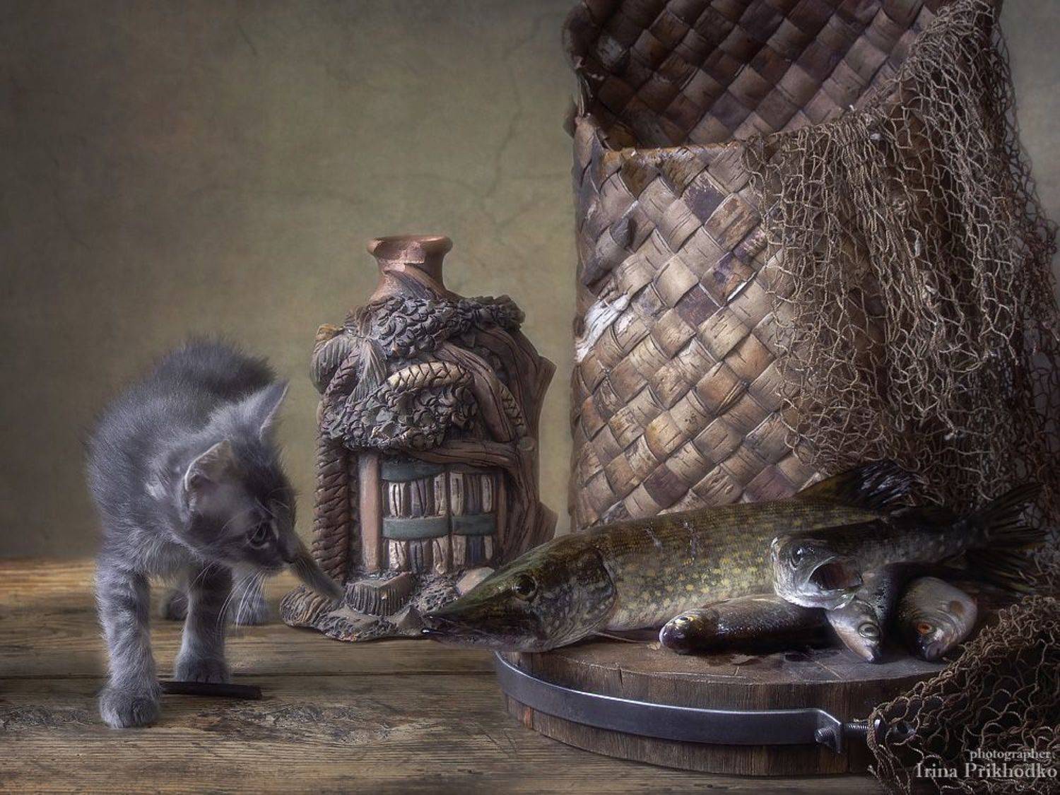 постановочное фото, котенок, домашние животные, щука, рыба, натюрморт, забавные питомцы, Ирина Приходько