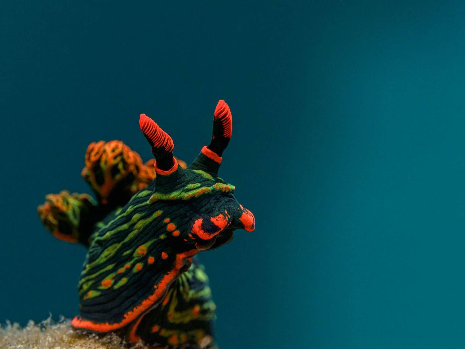 Подводная фотография, природа, макро, дайвинг, океан, рыбы, море, под водой, глубина, синева, вода, underwater, кораллы, риф, подводный, сноркелинг, фауна, underwater, wildlife, photography, ocean, sea, diving, Андрей Савин