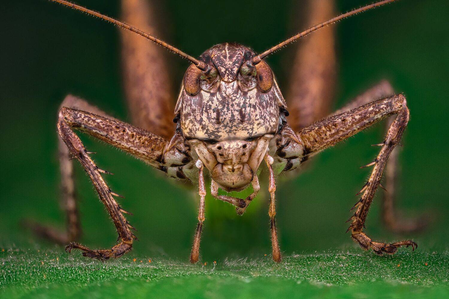 ceclii, nikon d5600,macro,lomo3.7, Tsvetan Ganev