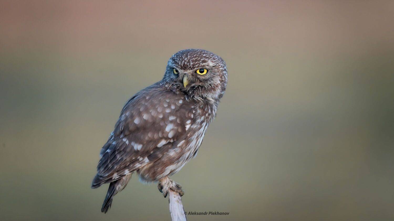 wildlife, совы, owl, Alexander Plekhanov