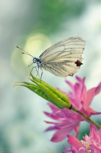 Брюквенница или Белянка Брюквенная
