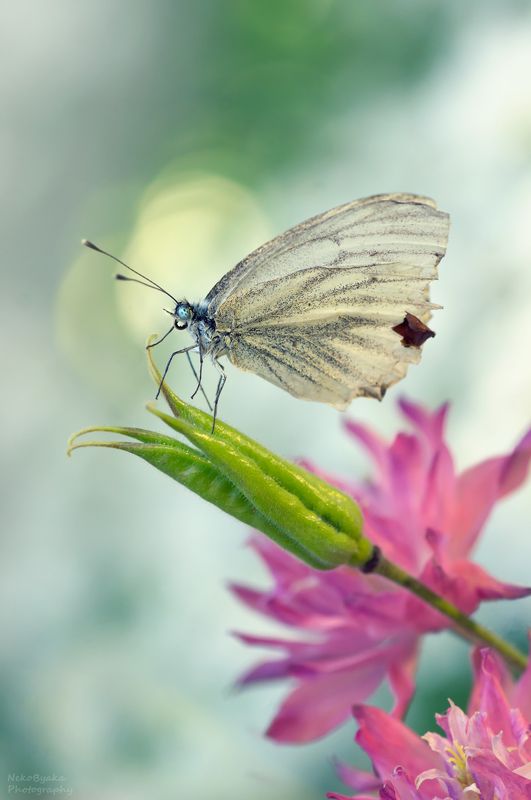 бабочка, цветы, аквилегия, боке, лето, насекомые, макро, butterfly, flowers, aquilegia, bokeh, summer, insects, macro, Брюквенница или Белянка Брюквенная фото превью