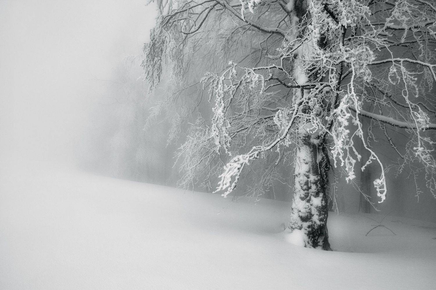 , Szabo Zsolt Andras