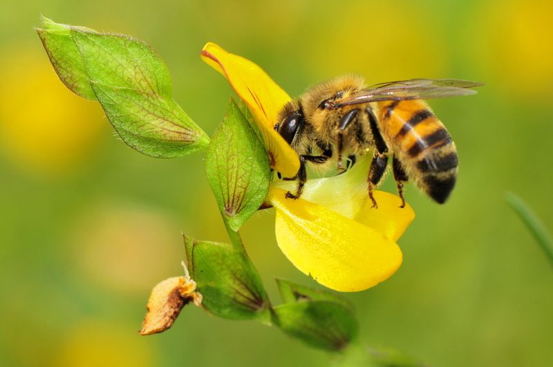 denis moura, mogi das cruzes, brasil, bee Save the bees фото превью
