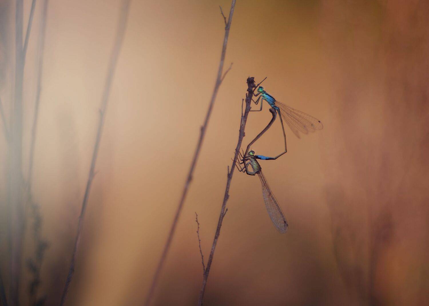 , Лапшина Владлена