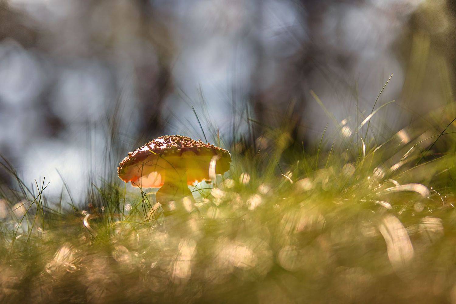 , Елена Маковоз