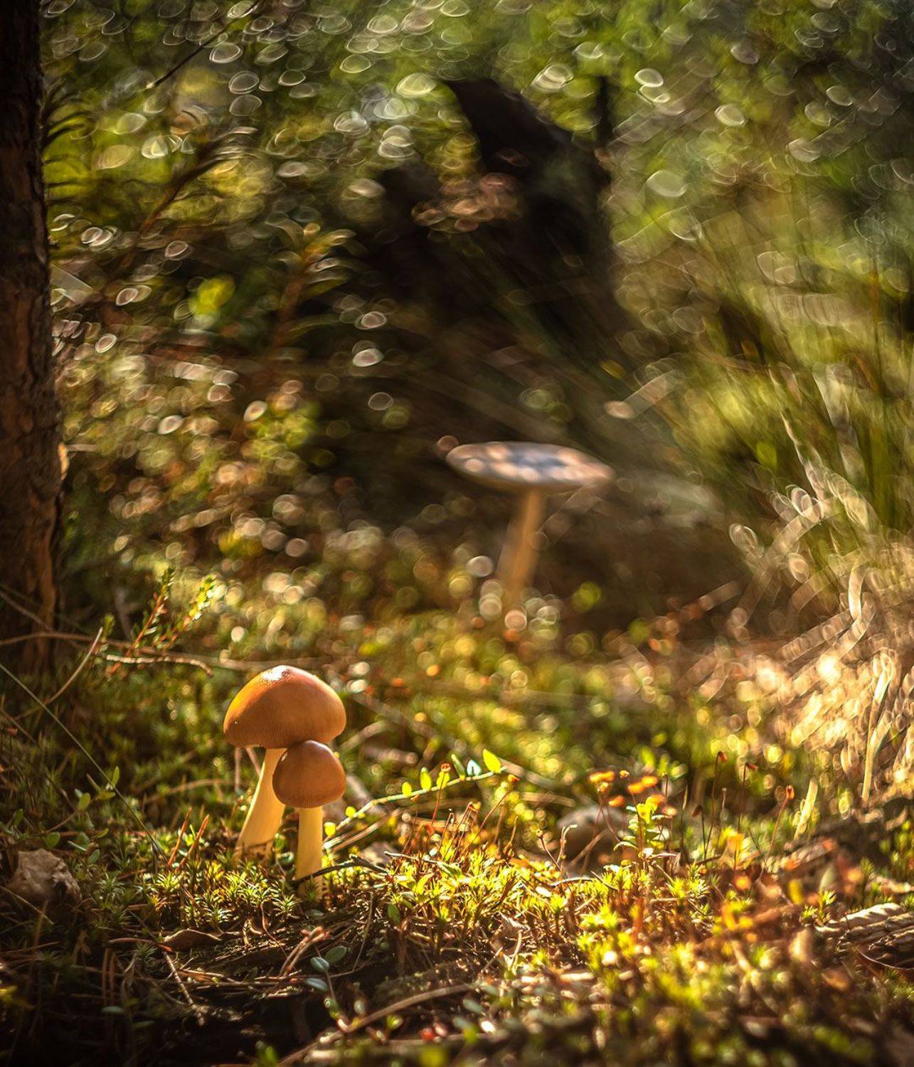 , Елена Маковоз