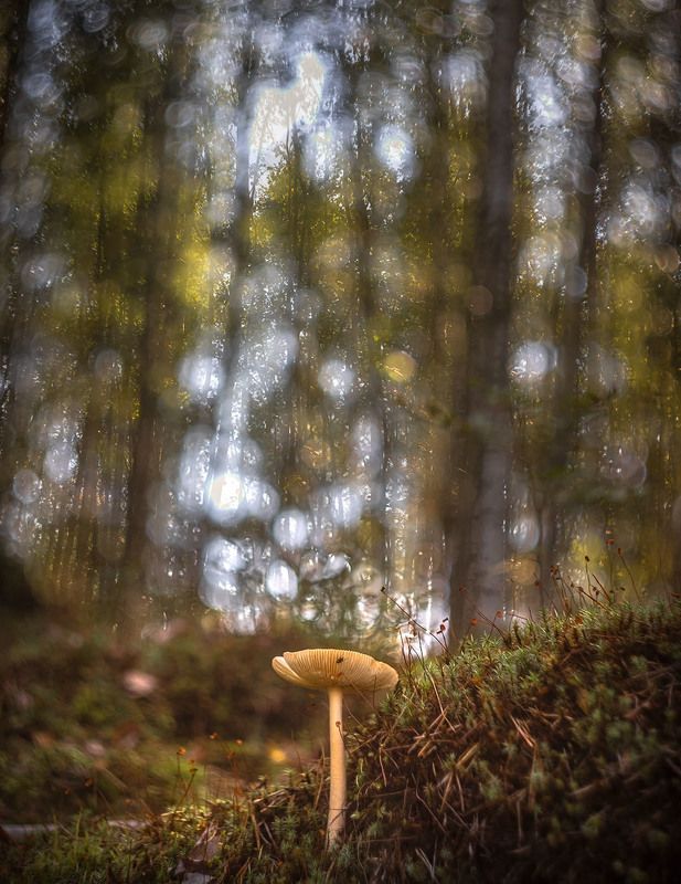 тихая фотоохота фото превью