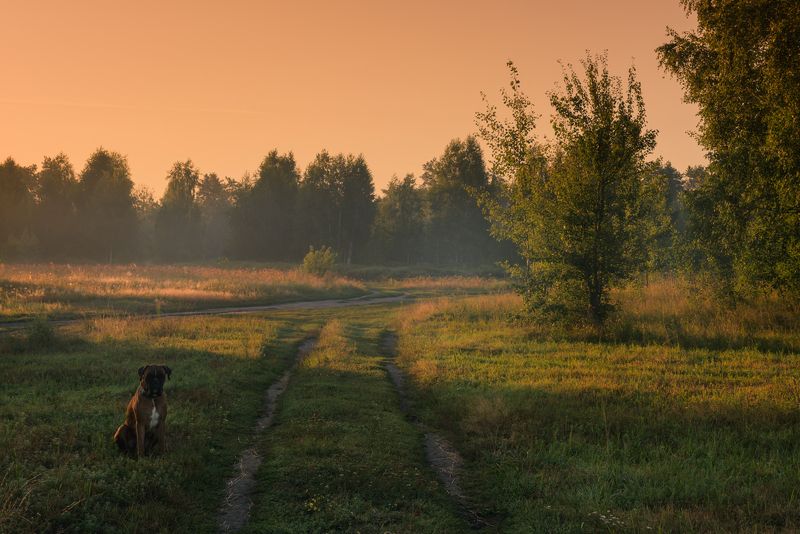 луг лето август рассвет собака В рассветную пору фото превью